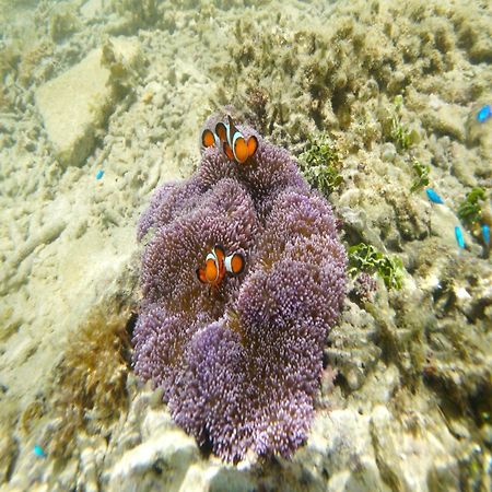 Churaumi On The Beach Мотобу Экстерьер фото